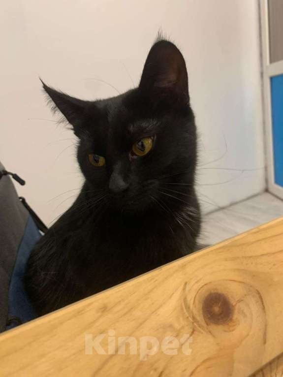 Кошки в других городах Московской области: Кошечка в добрые руки Девочка, Бесплатно - фото 3