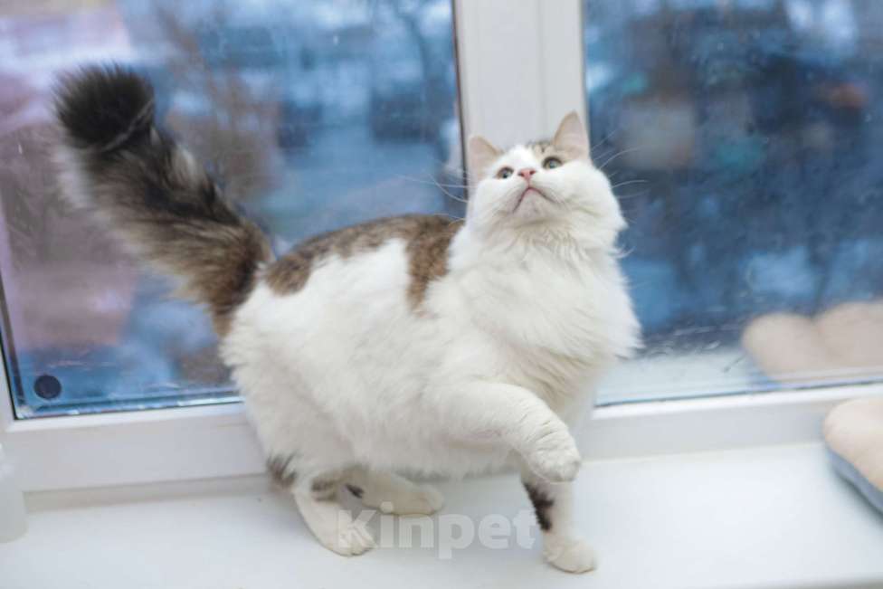 Кошки в Санкт-Петербурге: Обалденные красавцы братики Мальчик, 100 руб. - фото 7