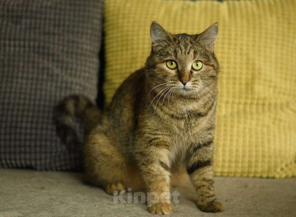 Кошки в Москве: кошка Анфиса в добрые руки Девочка, Бесплатно - фото 5