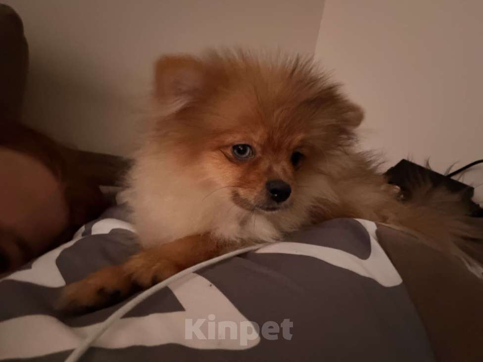 Собаки в других городах Московской области: Щенки померанского шпица Разнополые, Бесплатно - фото 1