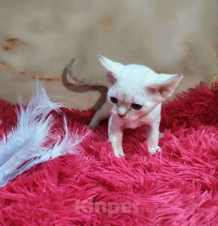 Кошки в Горячем Ключе: Котенок Девон Рекс мальчик с голубыми глазами Мальчик, 60 000 руб. - фото 5