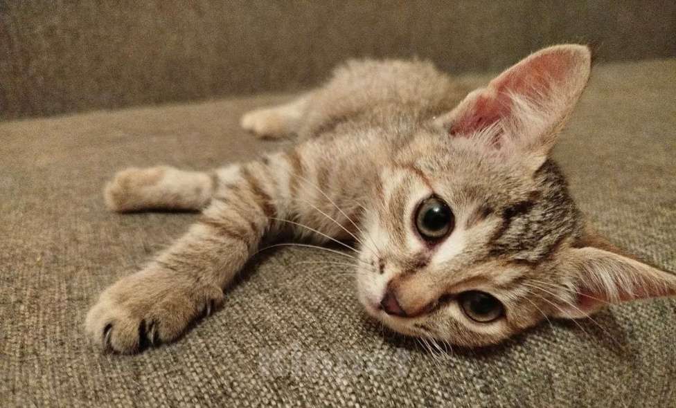 Кошки в Москве: Милый котенок Шуша в дар Девочка, Бесплатно - фото 3