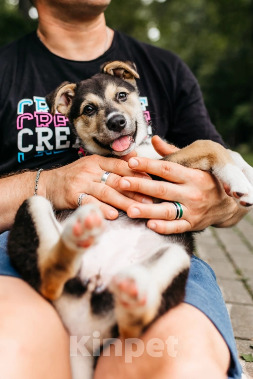 Собаки в Москве: Щенок девочка в добрые руки  Девочка, Бесплатно - фото 2