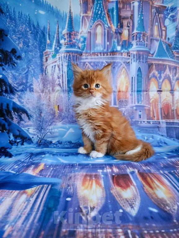 Кошки в Москве: Грант Мальчик, 85 000 руб. - фото 4