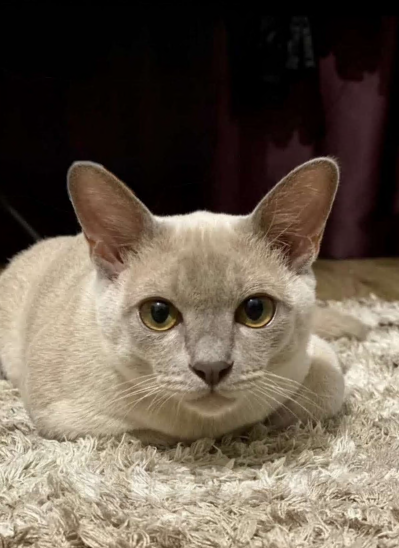 Кошки в Санкт-Петербурге: Бурманский  котенок ( Шампань -эксклюзив) Мальчик, 35 000 руб. - фото 10