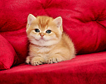 Кошки в Краснодаре: Бритаский мальчик шоколадное золото Мальчик, 40 000 руб. - фото 2