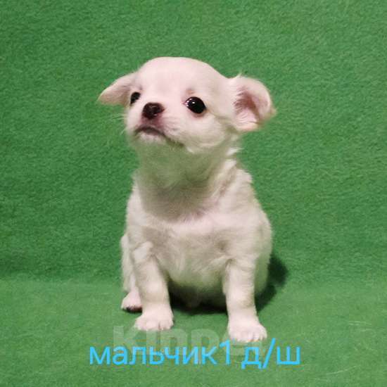 Собаки в Москве: Очаровательный щенок чихуахуа. Мальчик, 30 000 руб. - фото 2