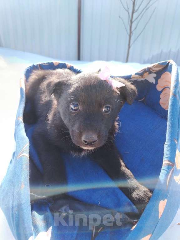 Собаки в других городах Московской области: Щенок 1,5-2 месяца девочка в добрые руки Девочка, Бесплатно - фото 4