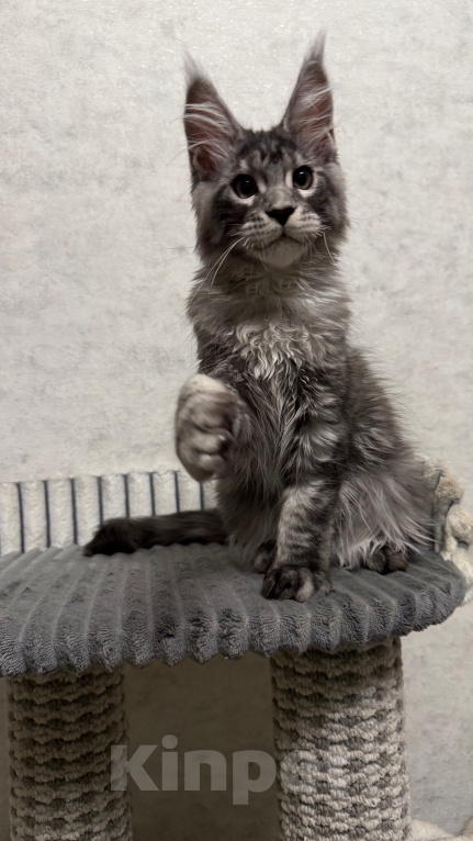 Кошки в Туле: Котёнок мейн кун Мальчик, 60 000 руб. - фото 3