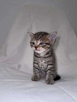 Продаю шотландского прямоухого котенка