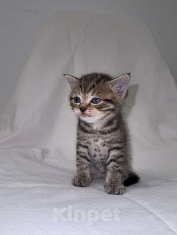 Кошки в Москве: Продаю шотландского прямоухого котенка Мальчик, 15 000 руб. - фото 1