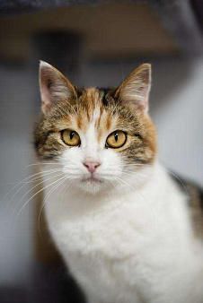 Необычная красавица Летти в добрые руки.