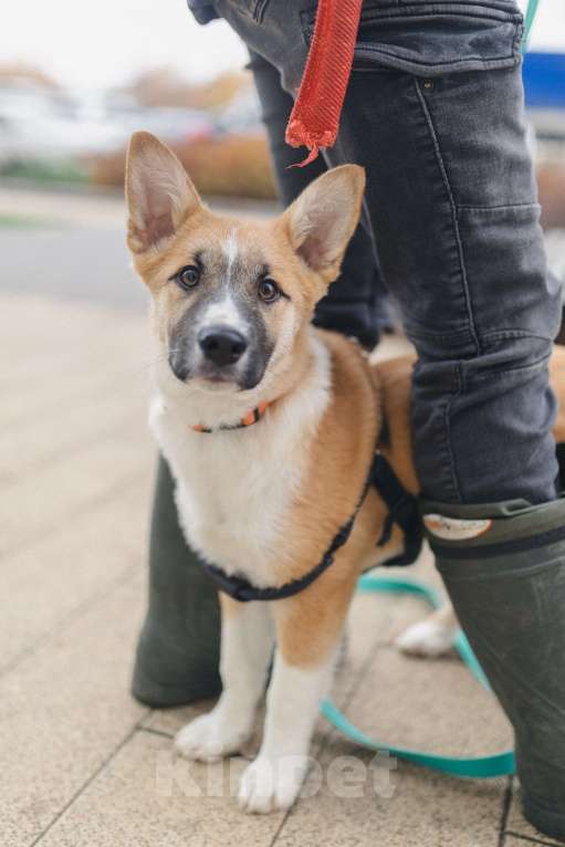 Собаки в Москве: Фрэнки ищет семью! Мальчик, Бесплатно - фото 4