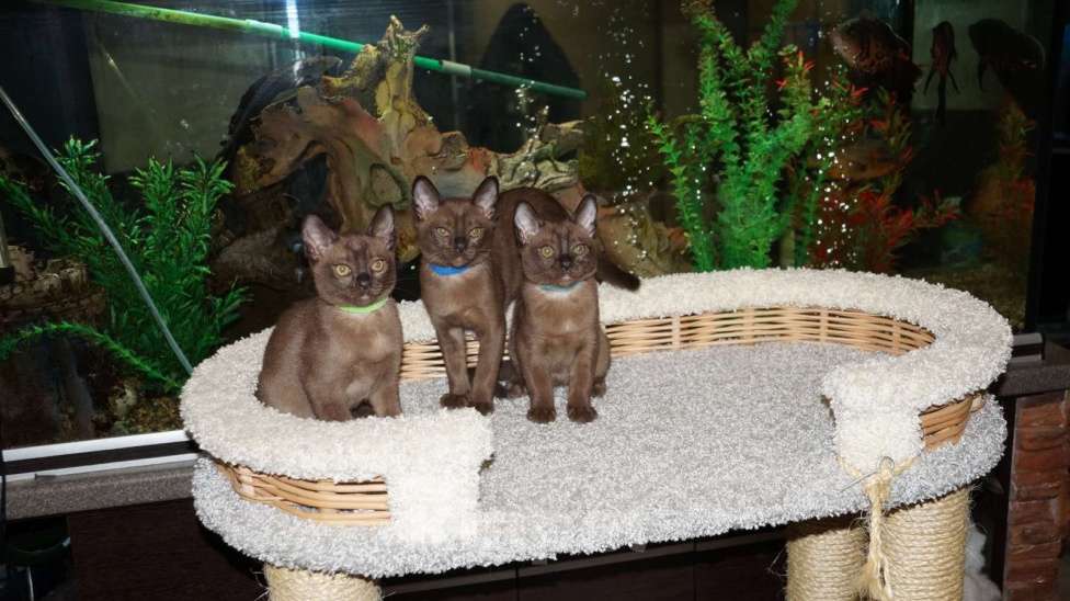 Кошки в Котельнике: Бурманские котята Мальчик, 50 000 руб. - фото 2