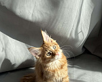 Кошки в Барнауле: Кошечка Мейн-кун Девочка, 26 000 руб. - фото 9