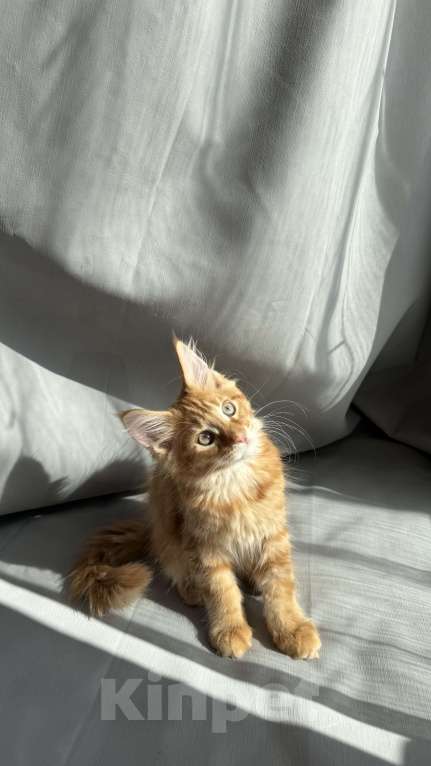 Кошки в Барнауле: Кошечка Мейн-кун Девочка, 26 000 руб. - фото 9