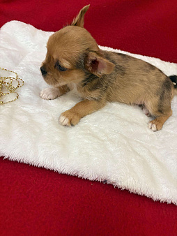 Чихуахуа-  Мальчик