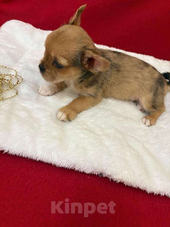 Собаки в Москве: Чихуахуа-  Мальчик Мальчик, 15 000 руб. - фото 1