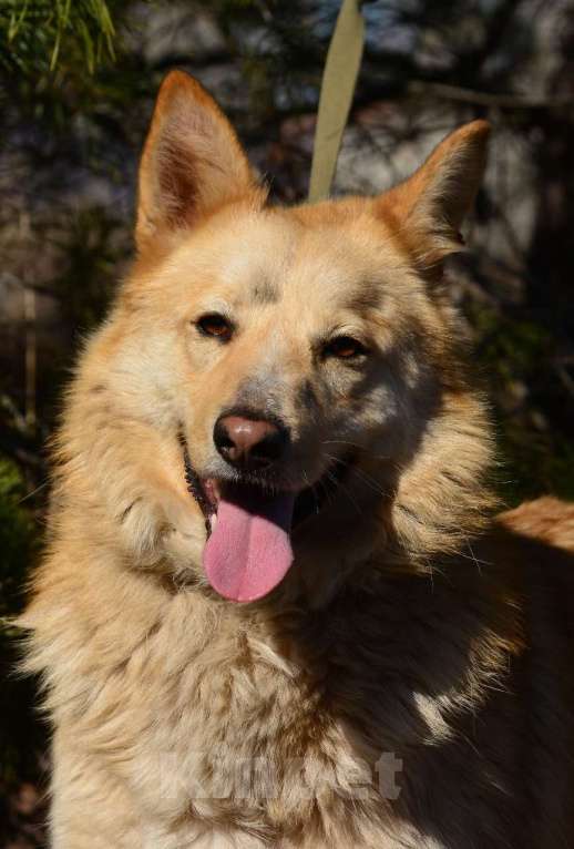 Собаки в Воронеже: Собака компаньон в поисках дома Мальчик, Бесплатно - фото 4