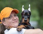 Собаки в Зеленограде: Кобель добермана 2 мес  Мальчик, 100 000 руб. - фото 1