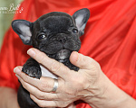 Собаки в Москве: Девочка французский бульдог Ляля Девочка, 75 000 руб. - фото 1