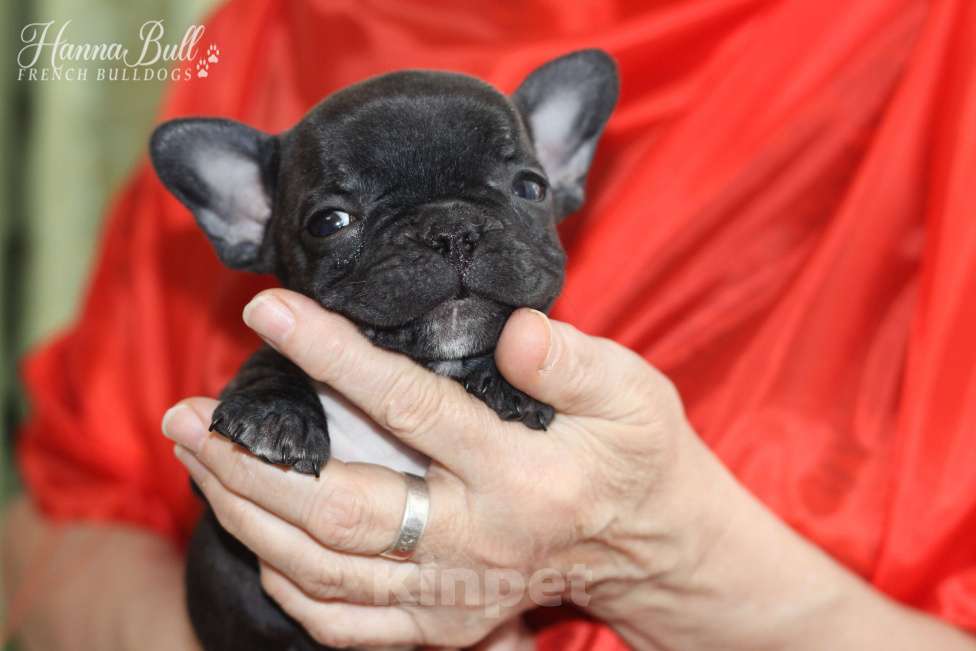 Собаки в Москве: Девочка французский бульдог Ляля Девочка, 75 000 руб. - фото 1
