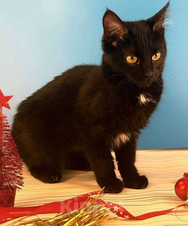 Кошки в Москве: Буся, котенок-подросток в добры руки Девочка, Бесплатно - фото 8