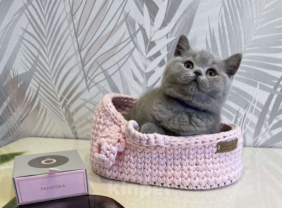 Кошки в Санкт-Петербурге: Британская девочка Девочка, 35 000 руб. - фото 1