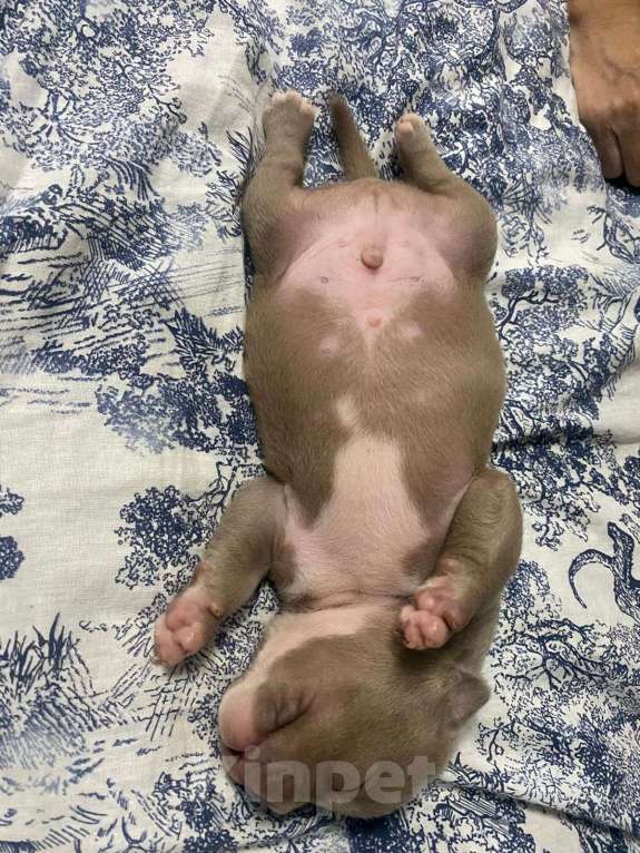 Собаки в Краснодаре: Мальчик  Мальчик, 100 000 руб. - фото 1