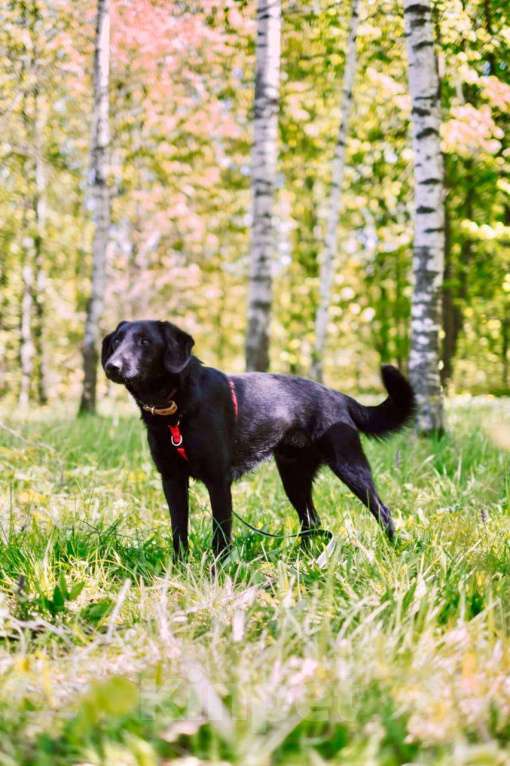 Собаки в Москве: Микролабрадор в добрые руки Мальчик, Бесплатно - фото 4