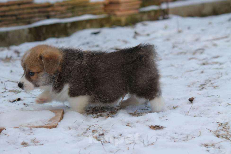 Собаки в Одинцово: Вельш Корги Пемброк Мальчик, 60 000 руб. - фото 3