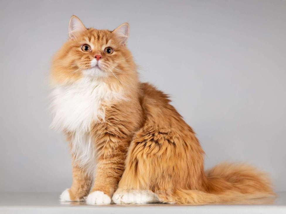 Кошки в Москве: Нежный ласковый юный котик Пушкин Мальчик, Бесплатно - фото 8