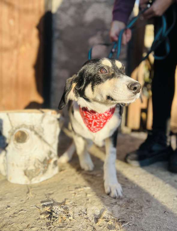 Собаки в Москве: Щенок в добрые руки  Мальчик, Бесплатно - фото 2
