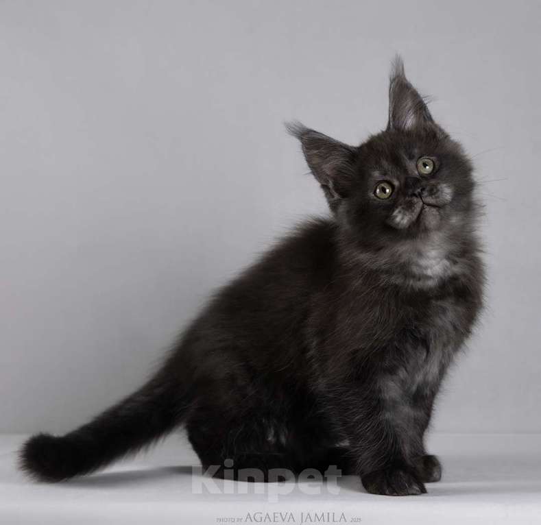 Кошки в Москве: Мейн-кун Зорро сладкий пирожок Мальчик, 105 000 руб. - фото 8