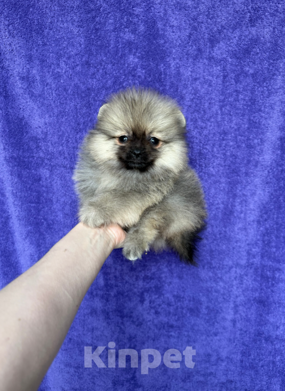 Собаки в Москве: Девочка Девочка, 25 000 руб. - фото 1