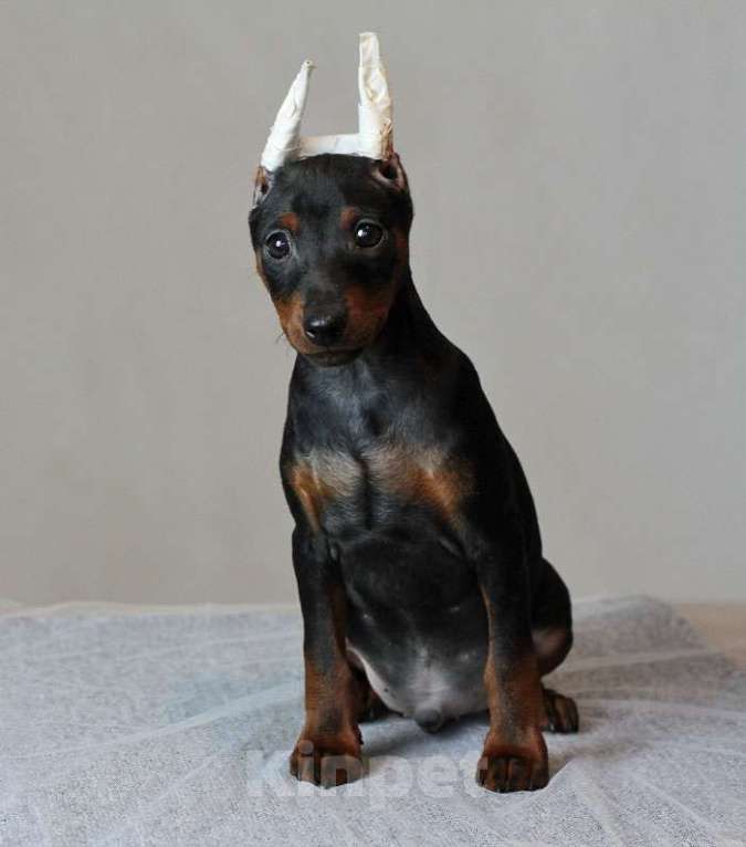 Собаки в Санкт-Петербурге: Цвергпинчер щенок купированный Мальчик, Бесплатно - фото 5