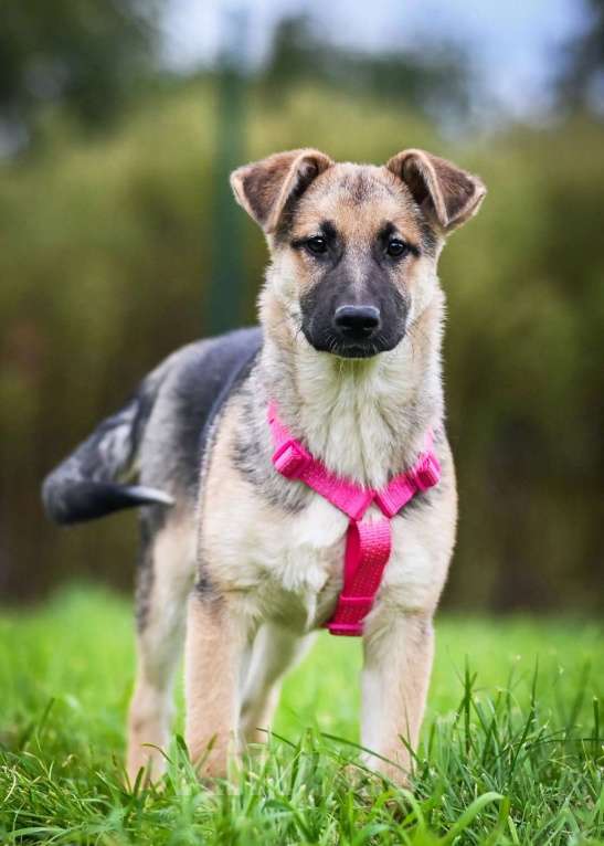 Собаки в других городах Московской области: Несомненный лидер и просто красавица:) Девочка, Бесплатно - фото 9