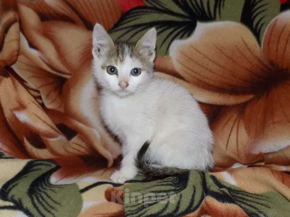 Кошки в Москве: Турецкий ван, мальчик (анатолийская) Мальчик, 10 000 руб. - фото 2
