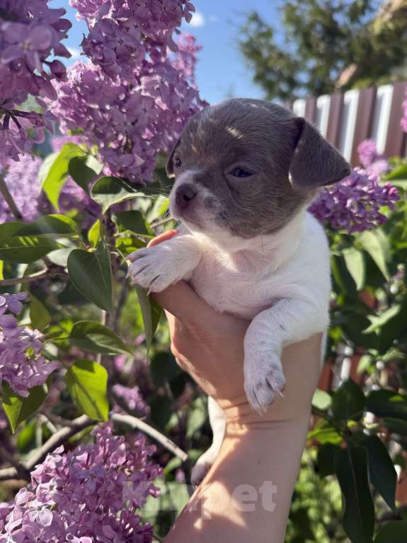 Собаки в Самаре: Луна Девочка, 30 000 руб. - фото 7