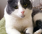Кошки в Люберцах: Ищет дом скромный котик Батон Мальчик, Бесплатно - фото 7