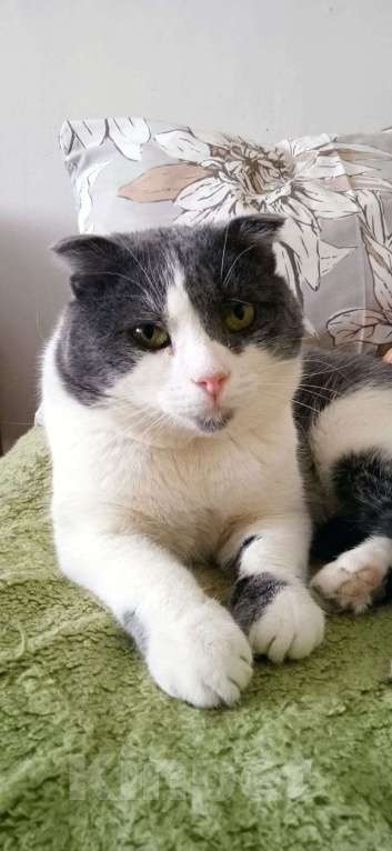 Кошки в Люберцах: Ищет дом скромный котик Батон Мальчик, Бесплатно - фото 7