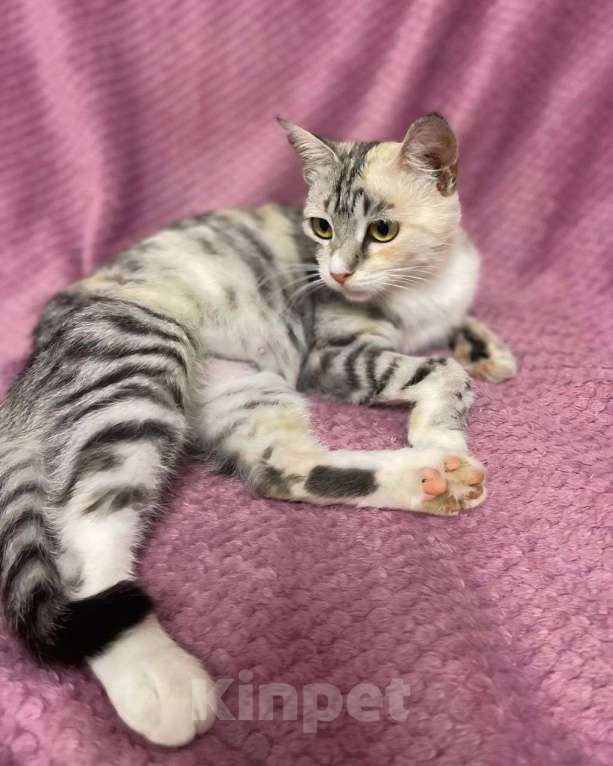 Кошки в Москве: Кошечка с редким окрасом ищет дом! Девочка, Бесплатно - фото 3