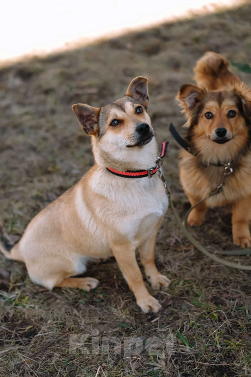 Собаки в Санкт-Петербурге: Малютка Фиби из приюта в добрые руки Девочка, Бесплатно - фото 1