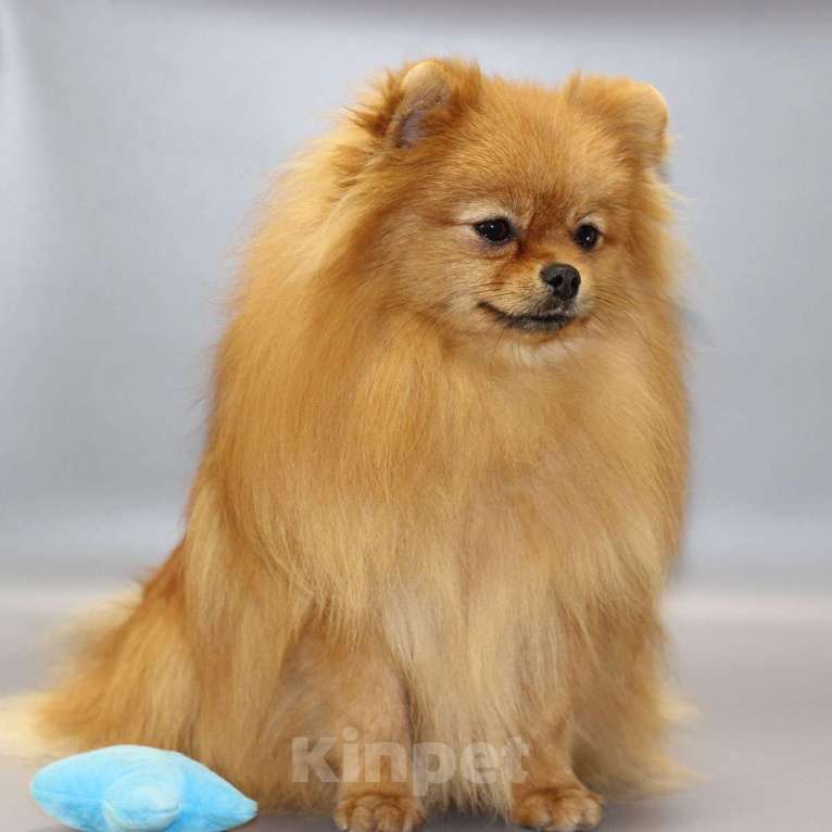 Собаки в Кемерово: Подрощенные щенки померанского шпица Девочка, Бесплатно - фото 1