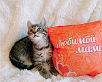 Кошки в Санкт-Петербурге: Маленький Пиксик 2 . Девочка, 100 руб. - фото 7