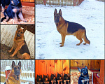 Собаки в Йошкаре-Оле: Щенки немцы, 10 000 руб. - фото 1