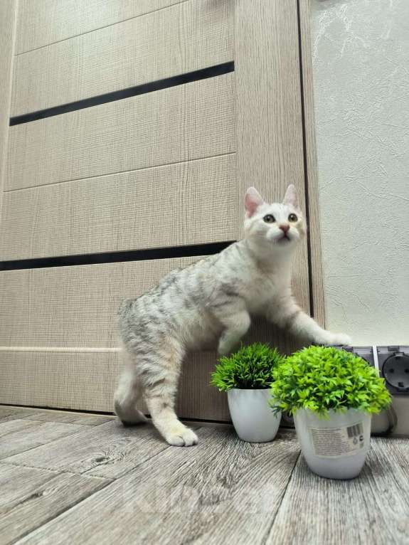 Кошки в Комсомольске-На-Амуре: Курильский бобтейл Мальчик, 30 000 руб. - фото 4