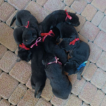 Объявление: Черный щенок Восточно-Европейской овчарки , 17 000 руб., Славянск-на-Кубани