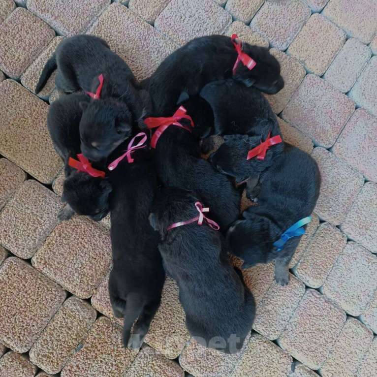 Собаки в Славянске-На-Кубани: Черный щенок Восточно-Европейской овчарки  Девочка, 17 000 руб. - фото 1