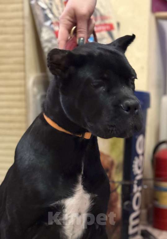 Собаки в Дмитрове: Щенок Кане Корсо Девочка, 70 000 руб. - фото 2